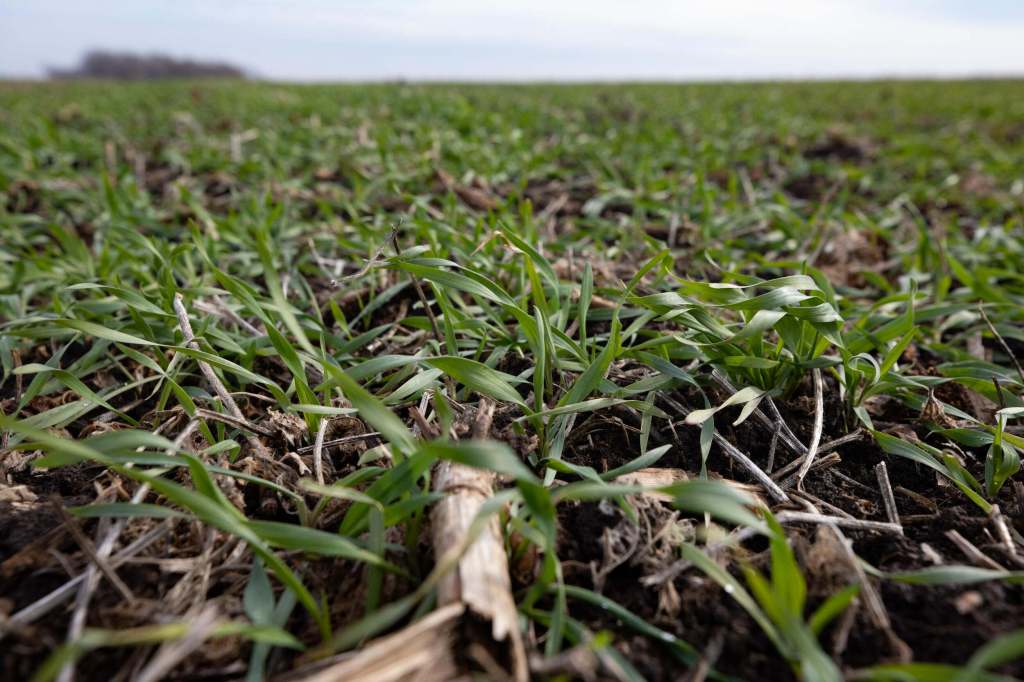 Close-up view of a field with young green cover crops growing in dark, fertile soil. The plants are in an early growth stage, with dry plant debris scattered on the ground. The background is blurred, showing a cloudy sky over a wide expanse of similar vegetation.