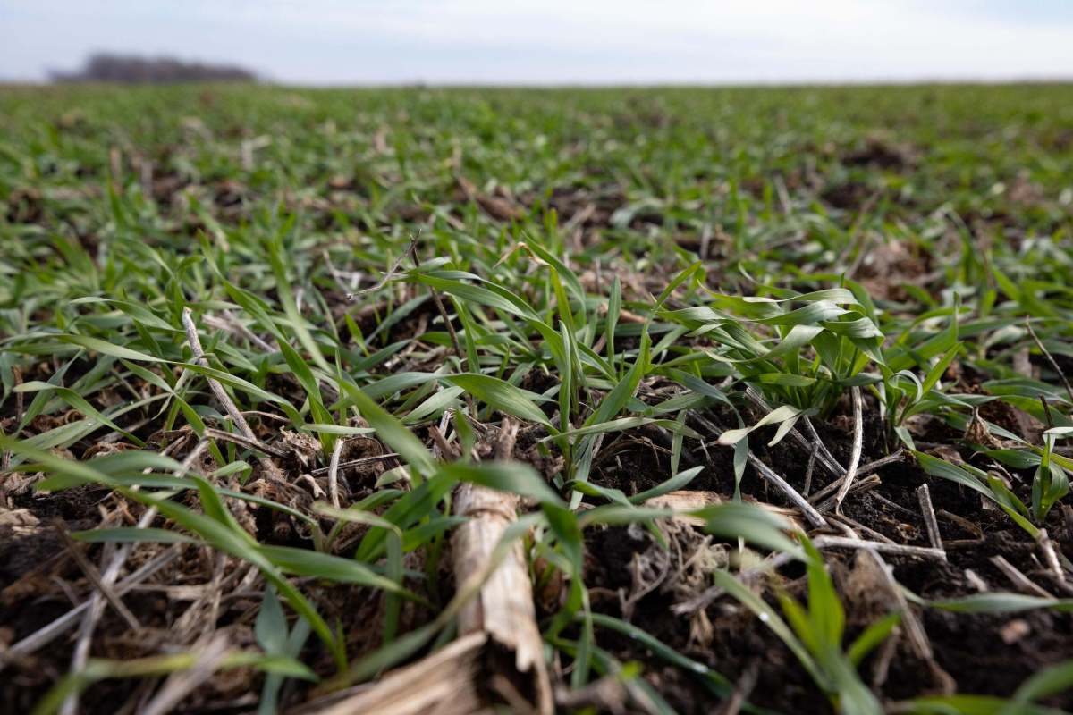 Close-up view of a field with young green cover crops growing in dark, fertile soil. The plants are in an early growth stage, with dry plant debris scattered on the ground. The background is blurred, showing a cloudy sky over a wide expanse of similar vegetation.