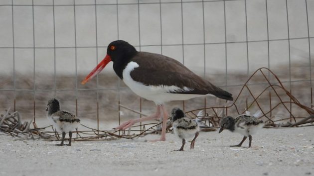A black and white shorebird with a large red bill walks infront of a fence, along with three chicks.