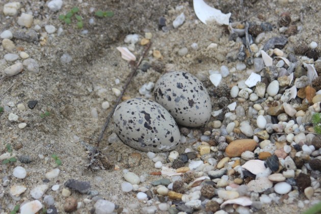 Two cream eggs, speckled with black, in a shallow hole in the sand.