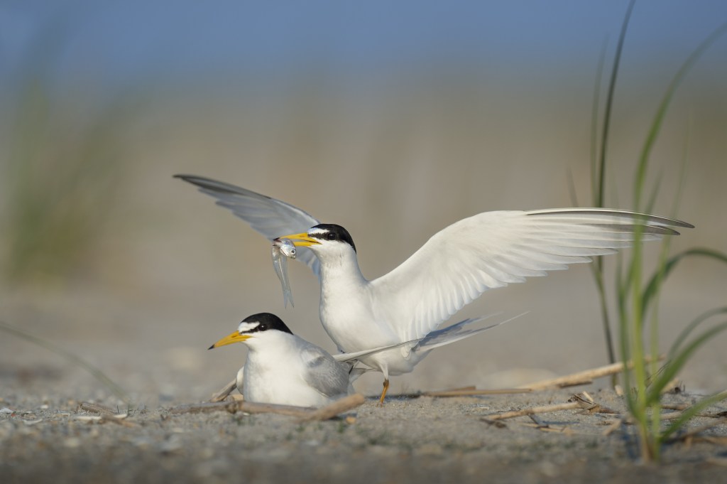 Two white shorebirds with black caps on the beach. One has a fish in it's beak.