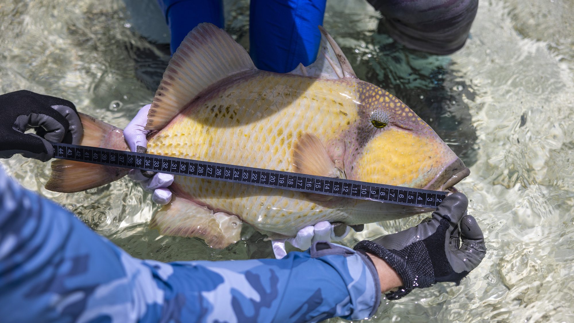 A close up of two men handling a large fish in shallow water. 