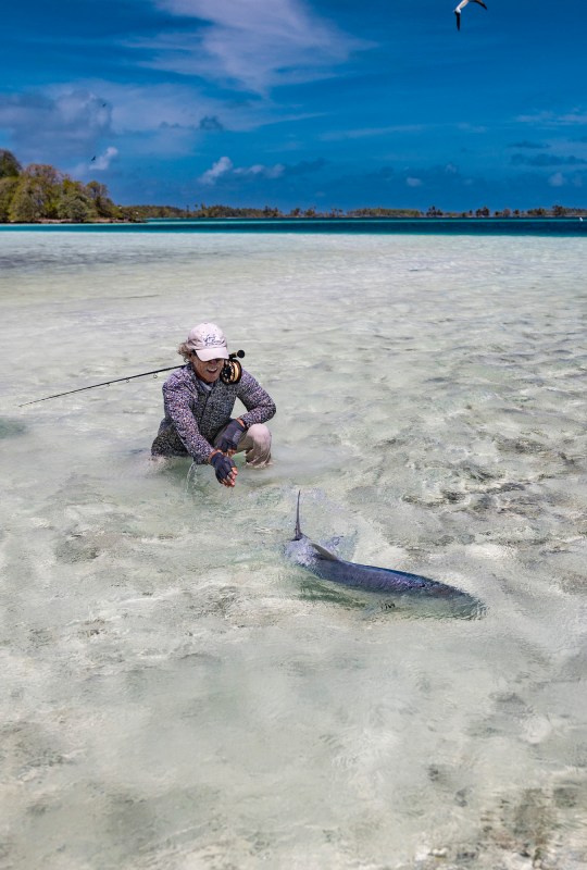 A man kneeling in the shallows off an island, as a fish swims away.