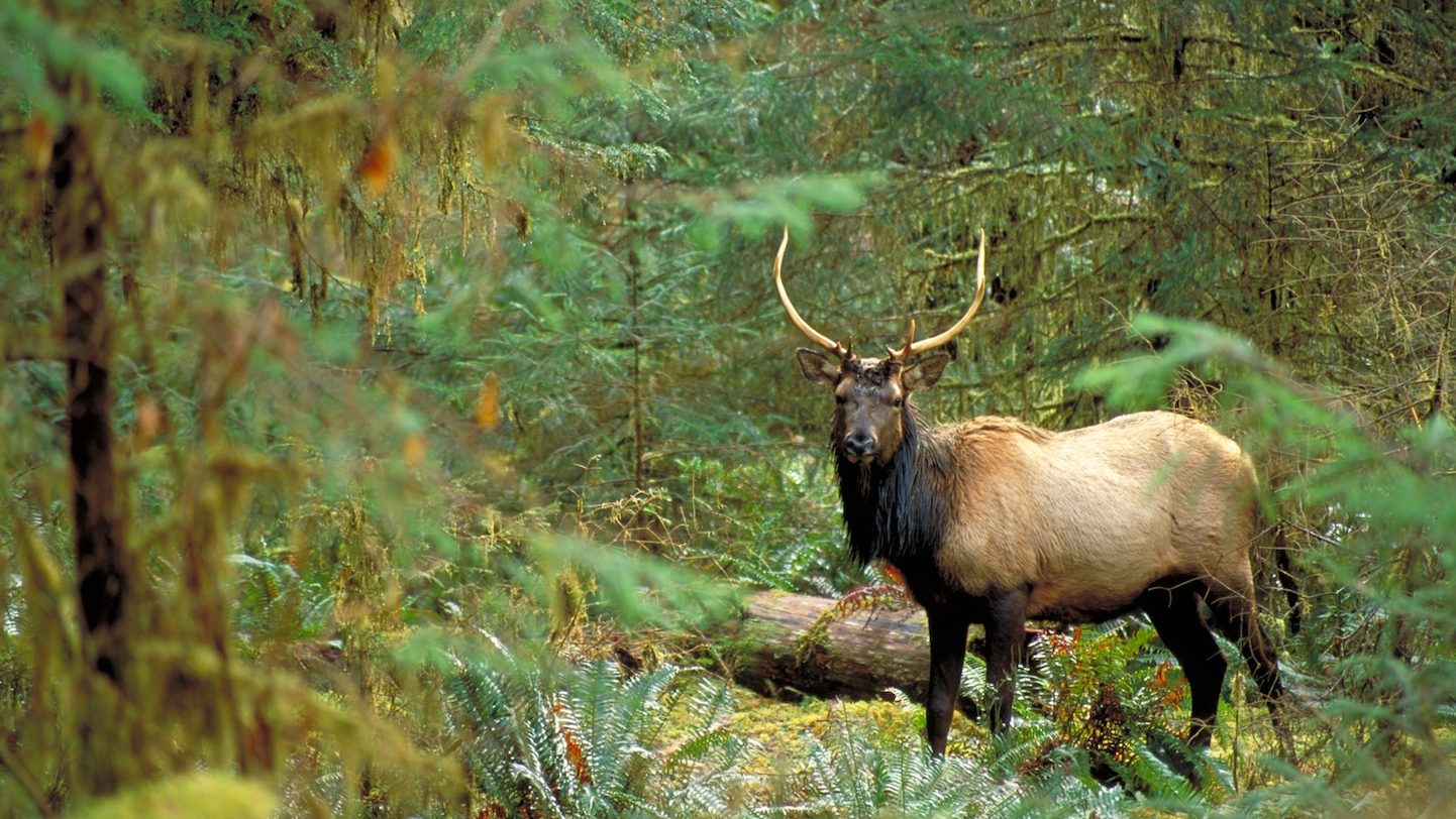 An elk with large antlers standing in a forest.