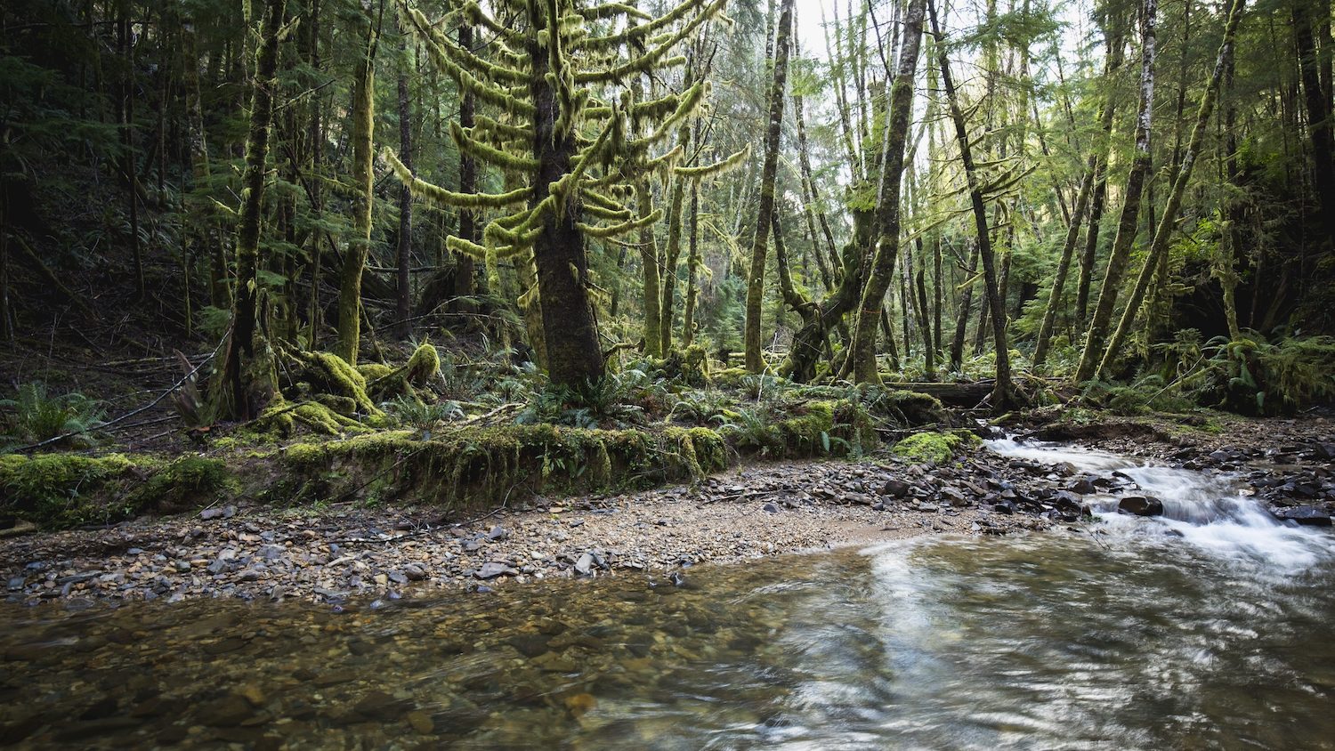 A river running through an old-growth forest