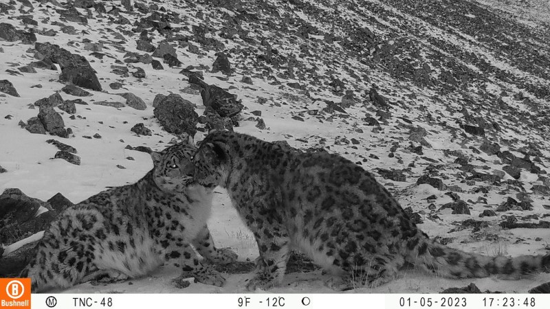 Two snow leopards nuzzling one another against the snowy backdrop.