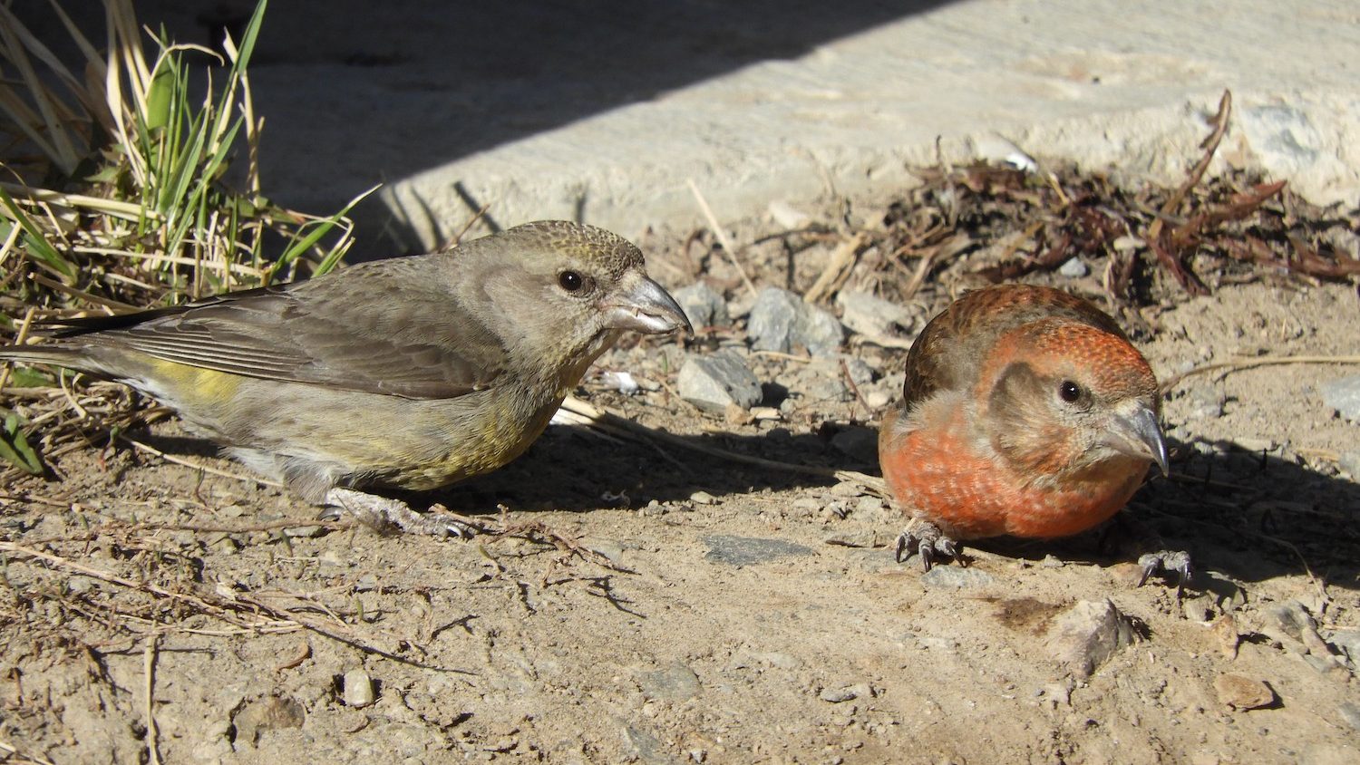 two finch-like birds on the ground