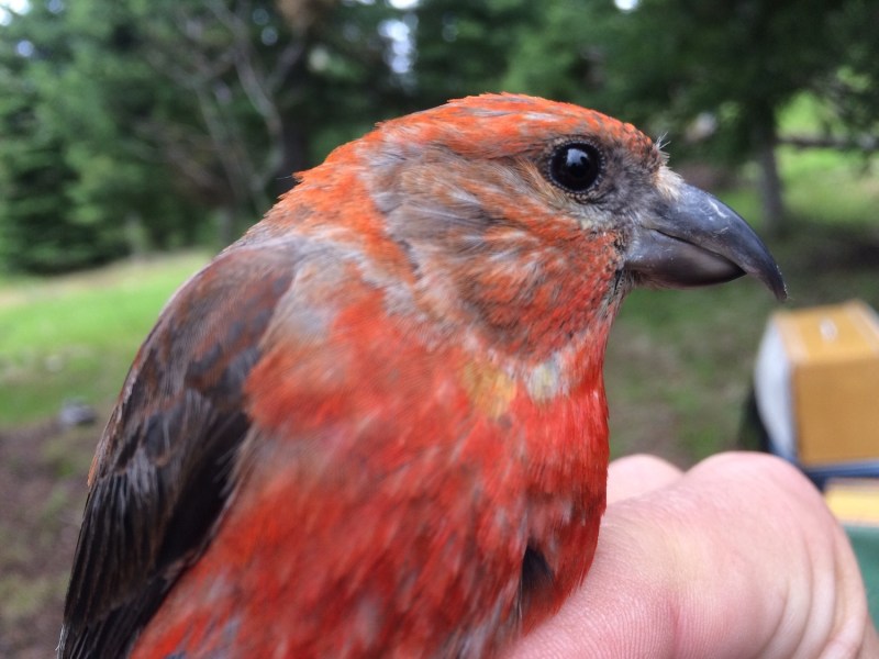 A red finch-like bird with a crossed bill