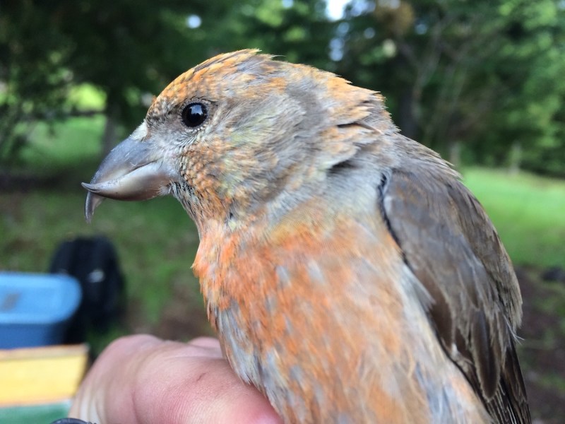 An orange finch-like bird with a crossed bill