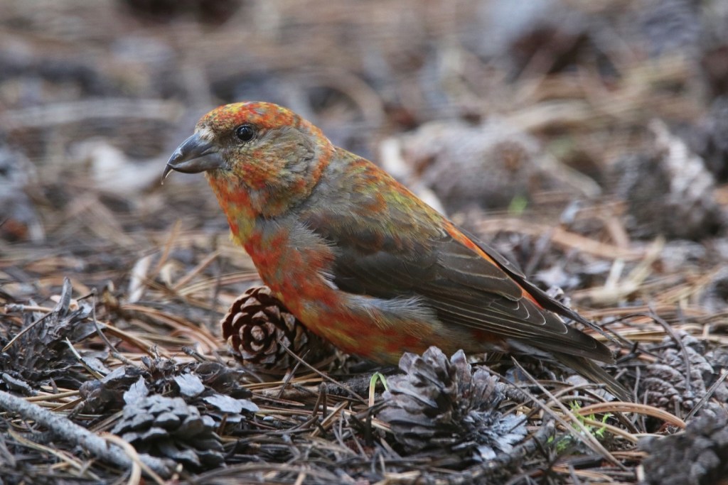An orange and red finch-like bird on the ground next to a pine cone.