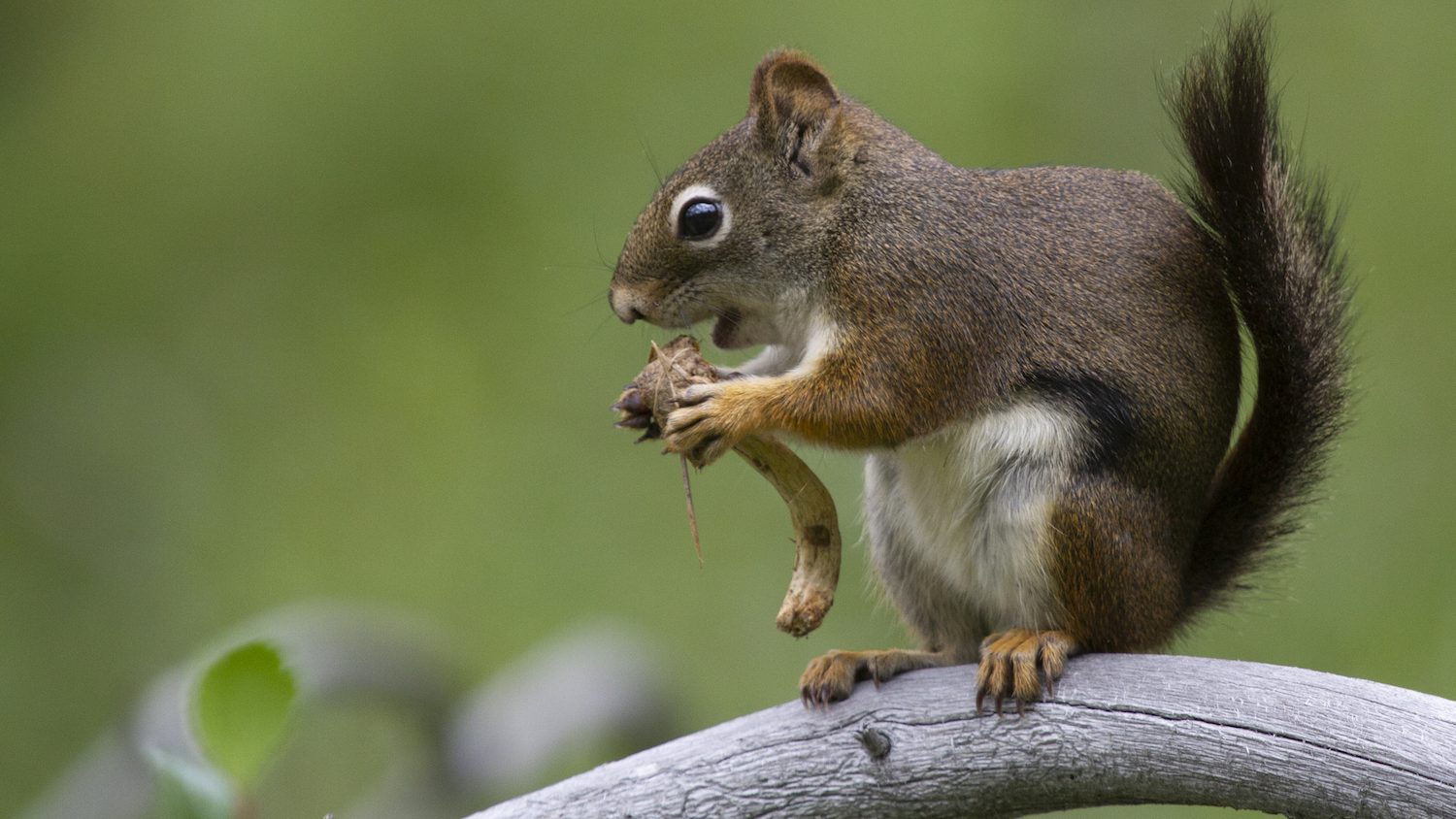 A close up or a red squirrel holding a pine cone