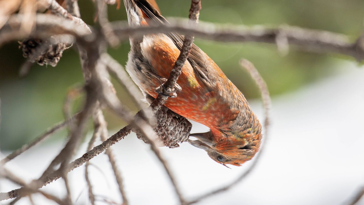 A crossbill feeding on a pinecone