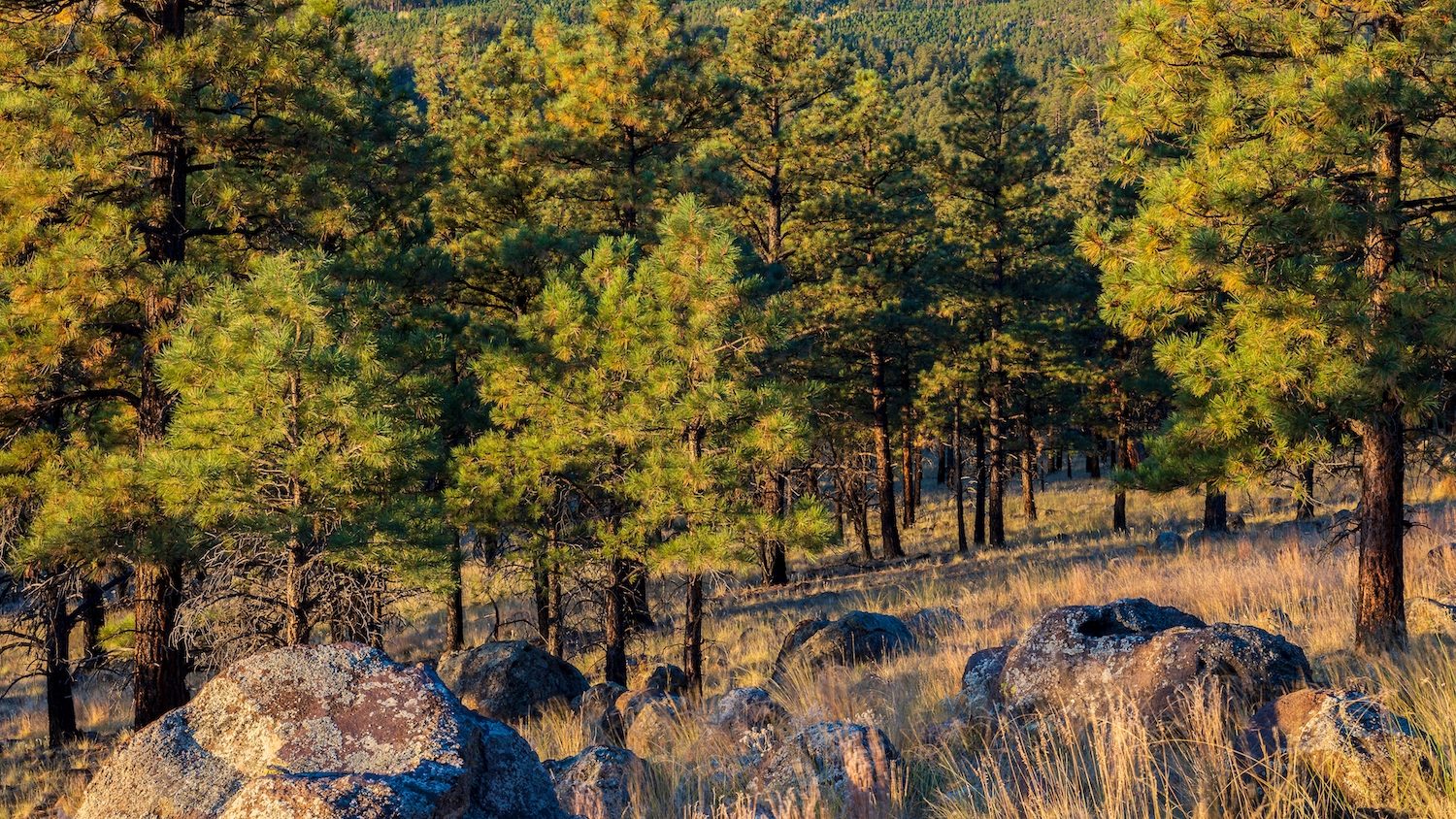 A view of the mountains with fall color in the distance. 