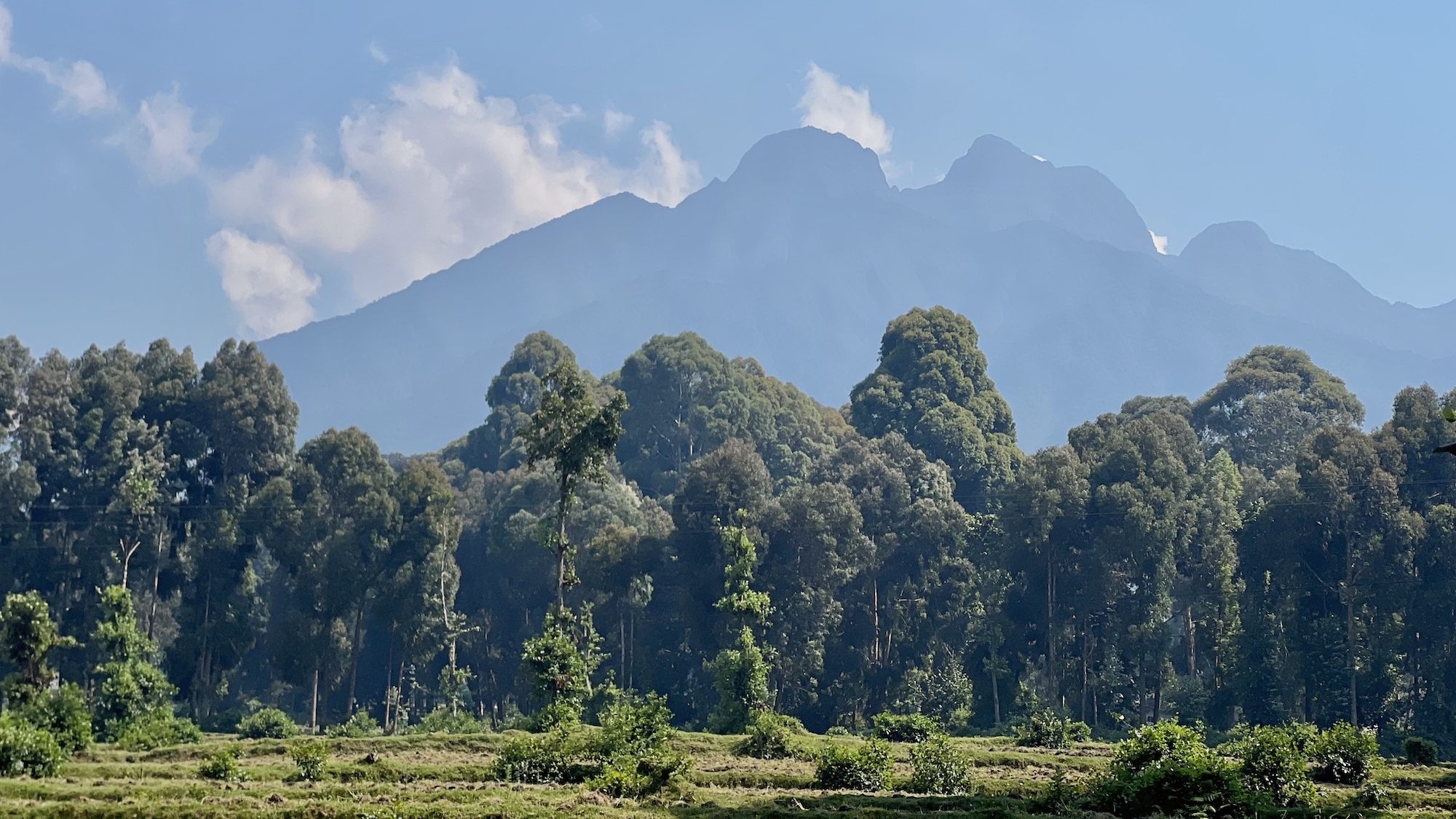 A view of the edge of a forest with jagged volcanic peaks towering behind the trees. 