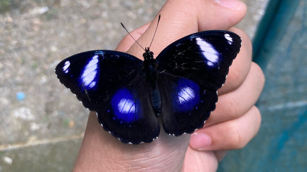 A close up of a blue and black butterfly