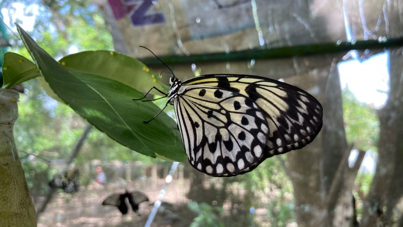 A close up of a yellow and black butterfly