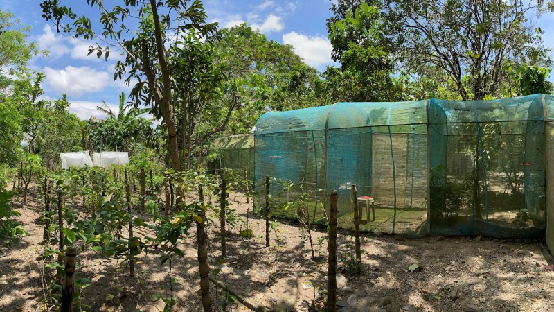 A butterfly enclousure made of green garden netting