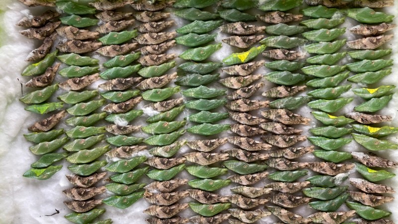 Rows of green and brown butterfly pupae