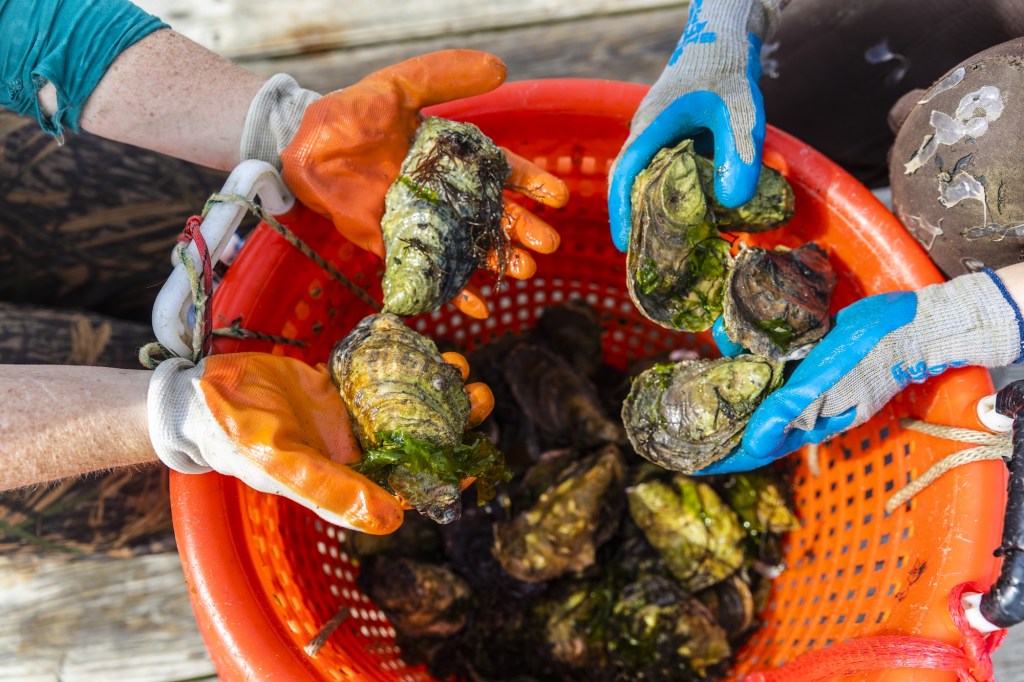 Two pairs of glovened hands reach into an orange bucket filled with oysters.