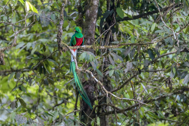 Bright green, red, white bird on a branch with extremely long tail feathers dangling below.