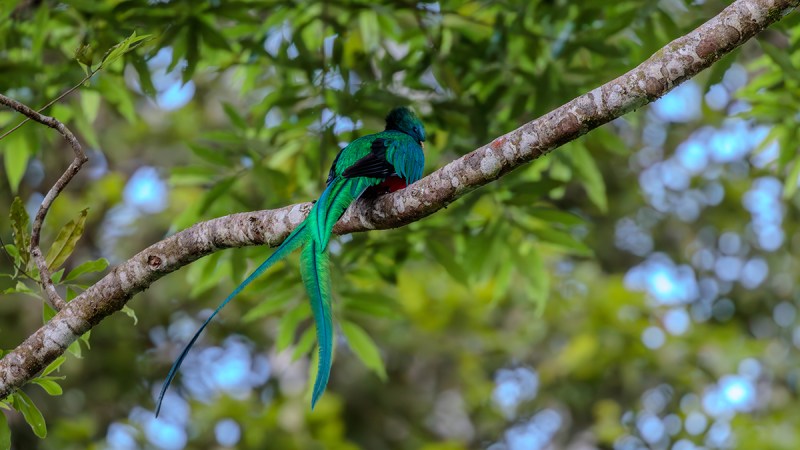 Bright green, red and black bird on a branch, showing long, iridescent feathers.