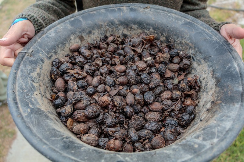 a large pan holding small, brown and black aguacatillo seeds that look a little unshelled pecans.