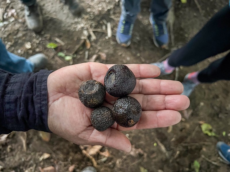 Four small, dark fruits that fit in the palm of a man's hand. They have shiny skins like avocados.