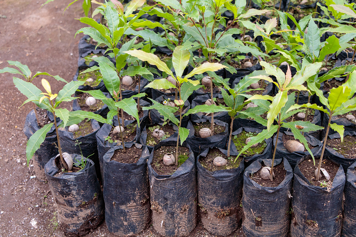 Seedling trees in a group, with green leave and a brown seed visible in the soil, wrapped in potting cloth in preparation for being taken to the forest for restoration planting.