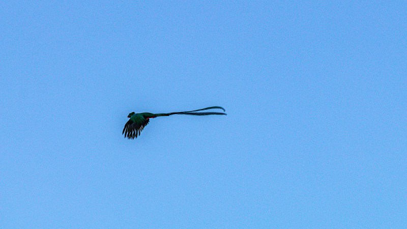 Blurry image of a bird with very long tail feathers against a blue sky.