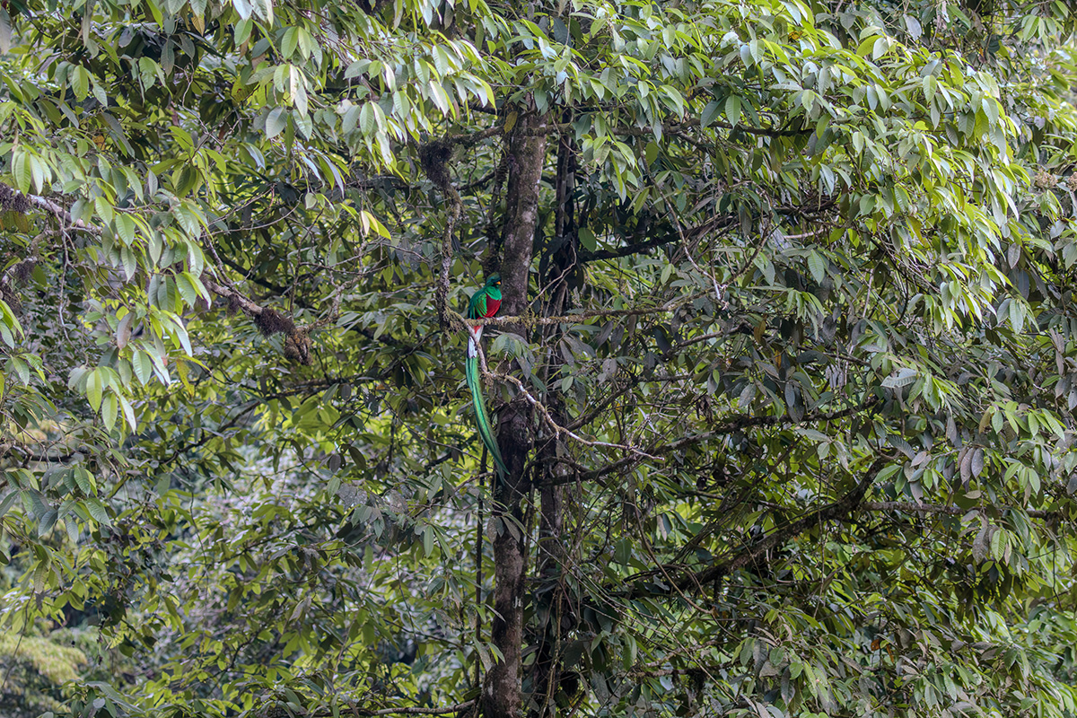 Vibrant green, red and white bird with large yellow beak on a tree branch.