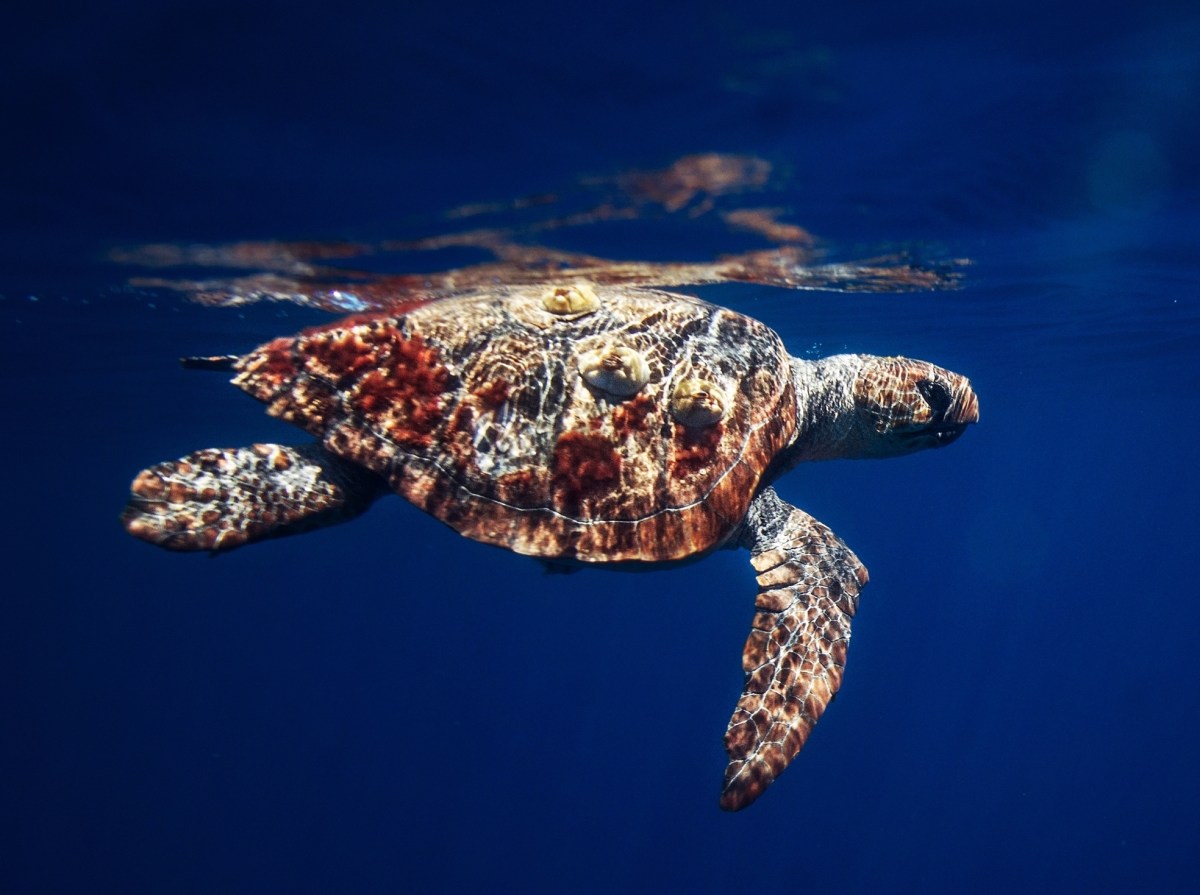 A sea turtle swimming near the ocean's surface