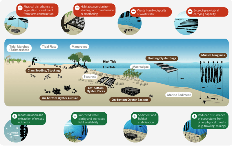 A habitat model demonstrating positive and negative impacts of bivalve aquaculture. 