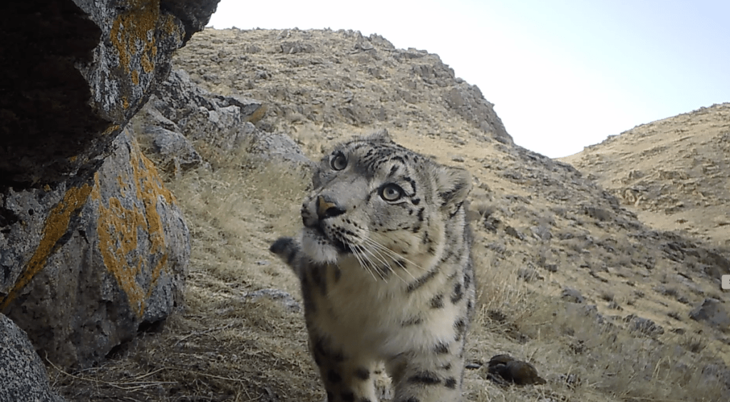 A snow leopard walking towards the camera.