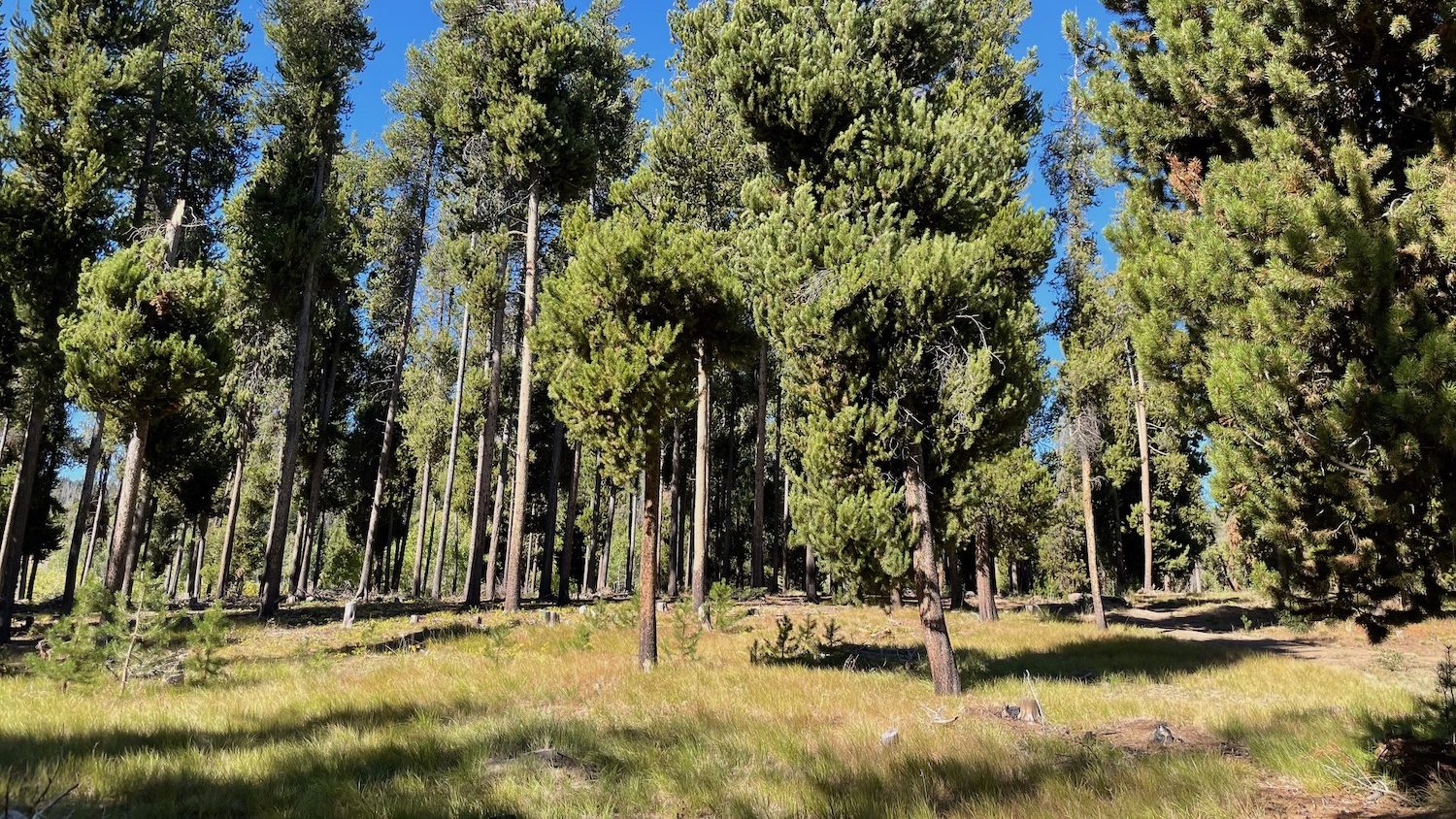 A pine forest in sunlight