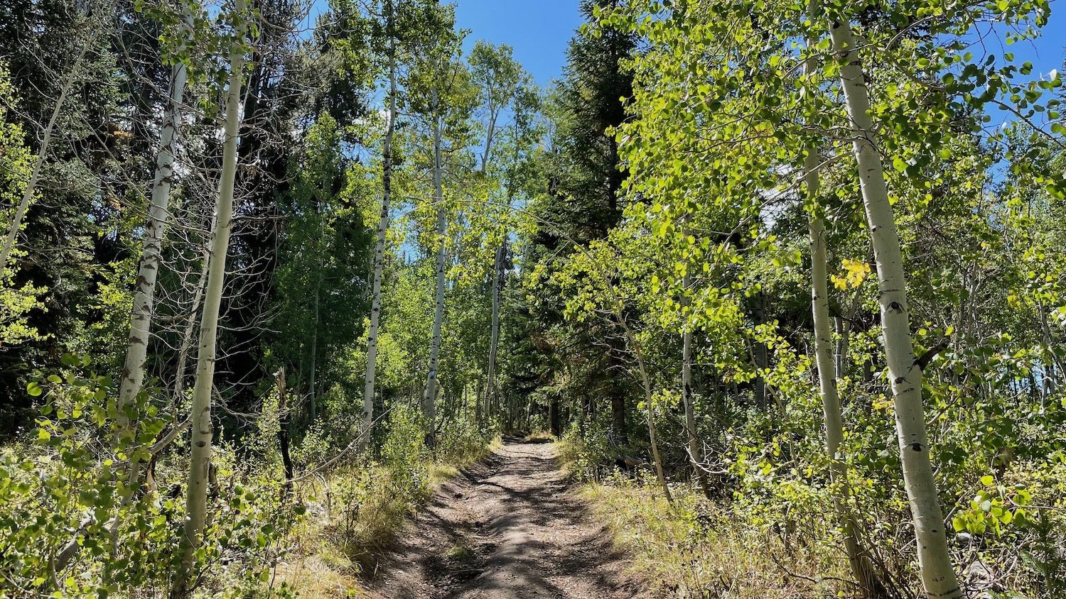 A hiking trail flanked by aspen and pine