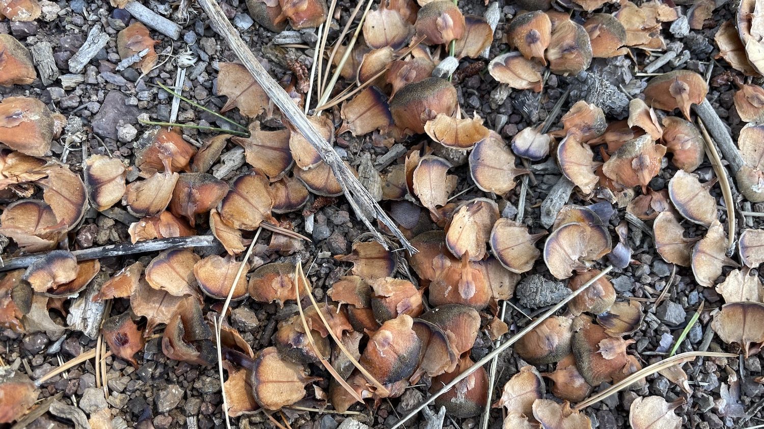 A shredded pine cone on the ground