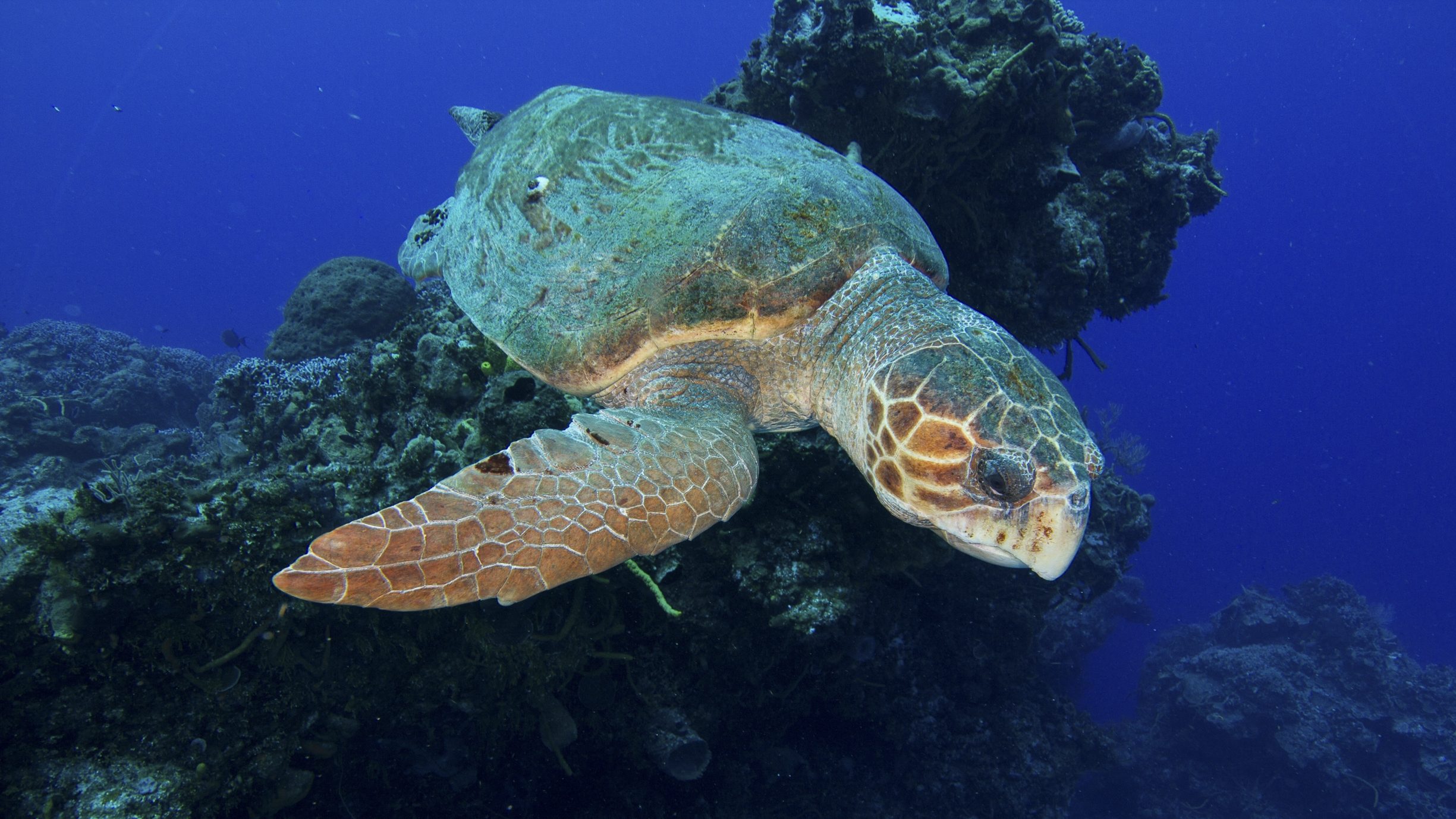 A loggerhead turtle swimming towards the camera, with coral in the background.