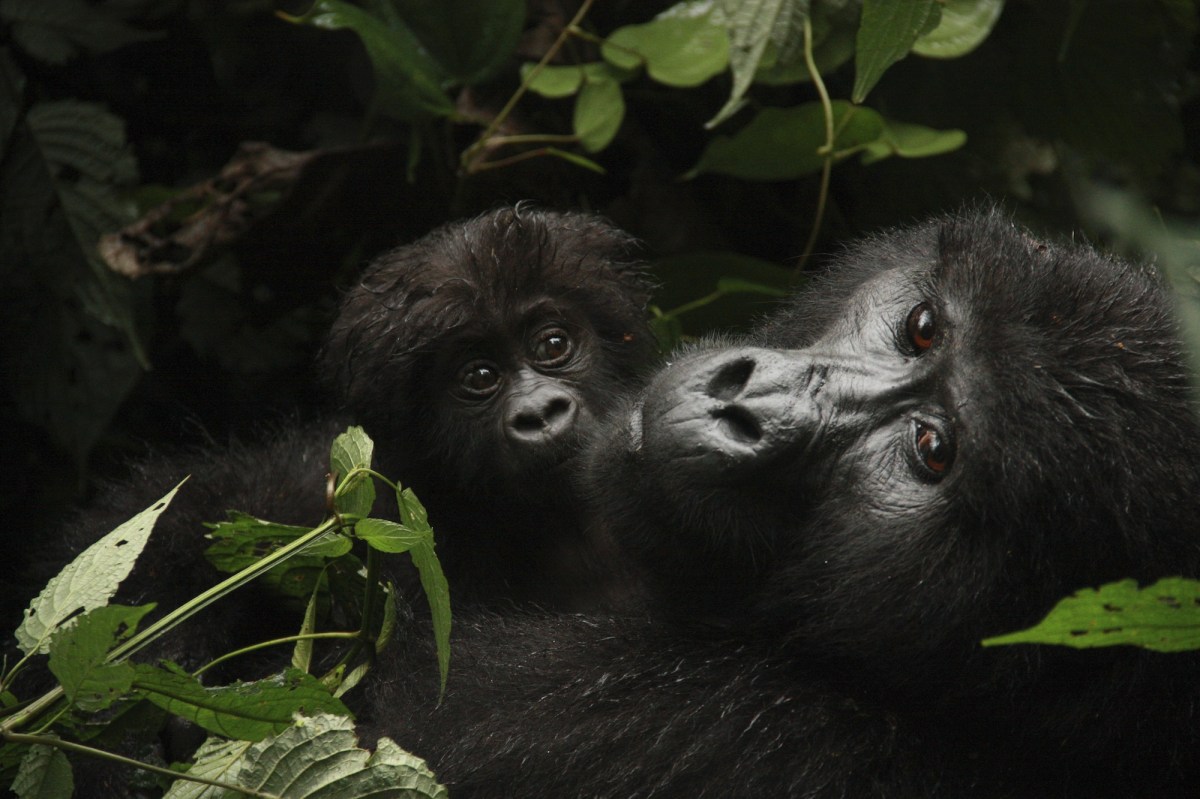 A mother and baby gorilla surrounded by foliage.