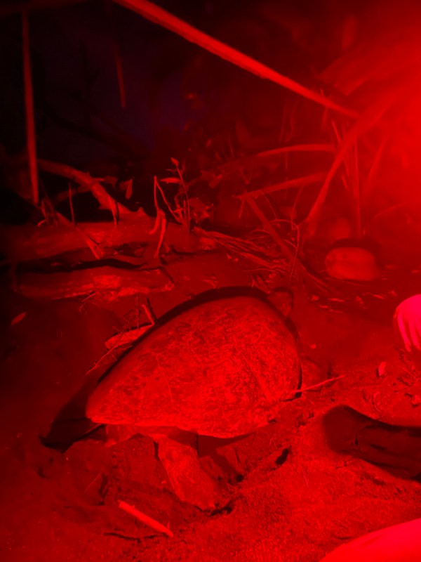 A red light image of a sea turtle nesting on a beach. 