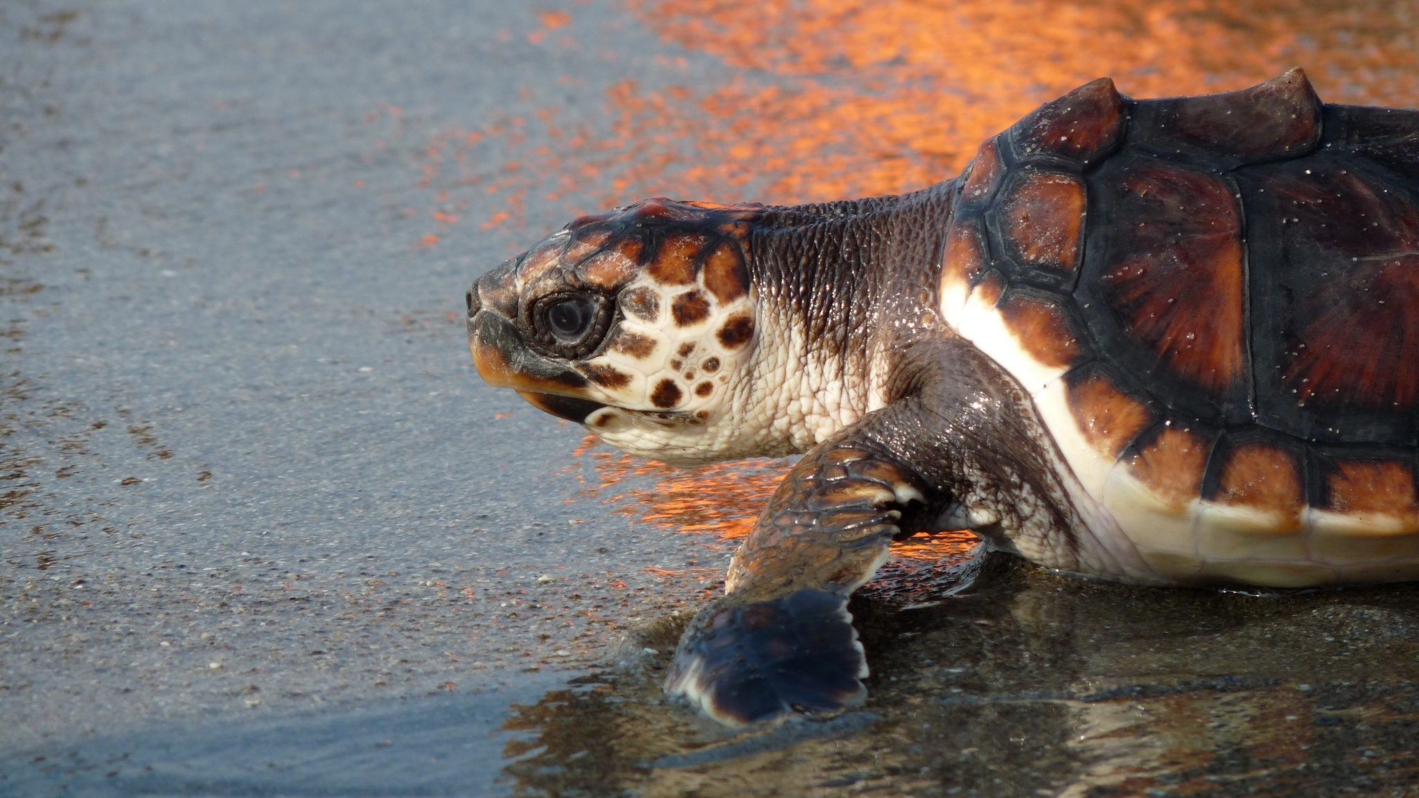 A sea turtle crawling back along the beach towards the ocean