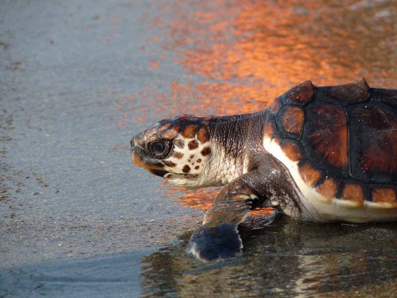 A sea turtle crawling back along the beach towards the ocean