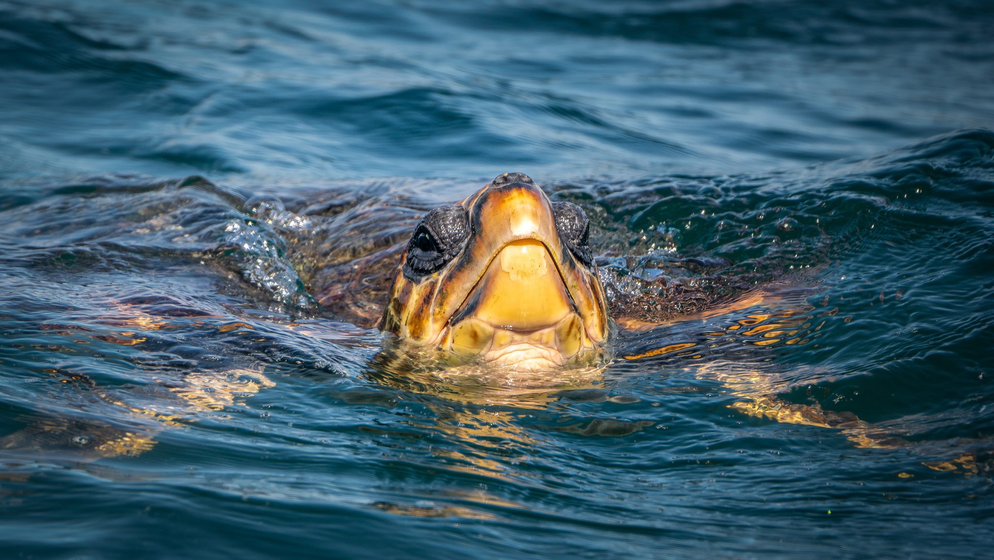 Close up of a sea turtle face as it comes up to breathe.