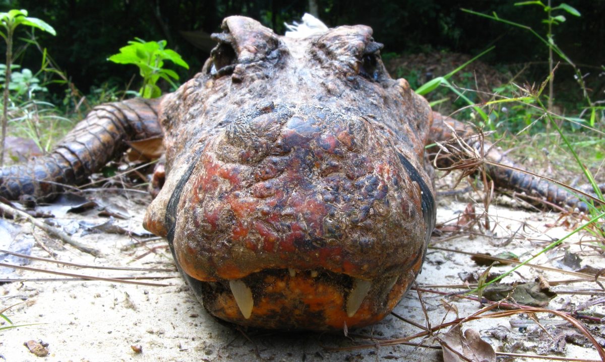 Up close view of crocodile snout showing the reptile's orange skin.