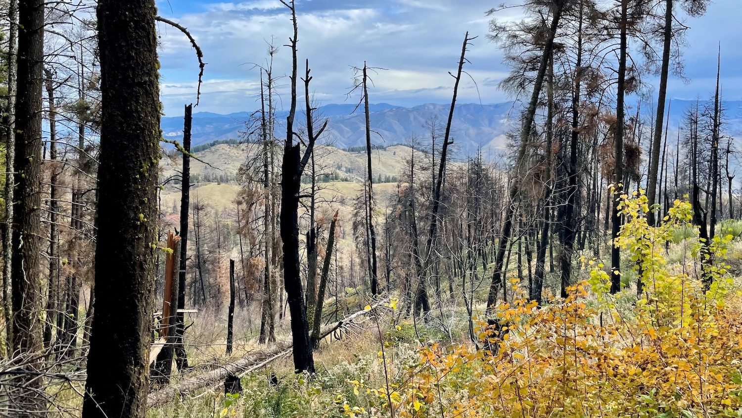 View of a forest showing burned pine trunks with green growth underneath.