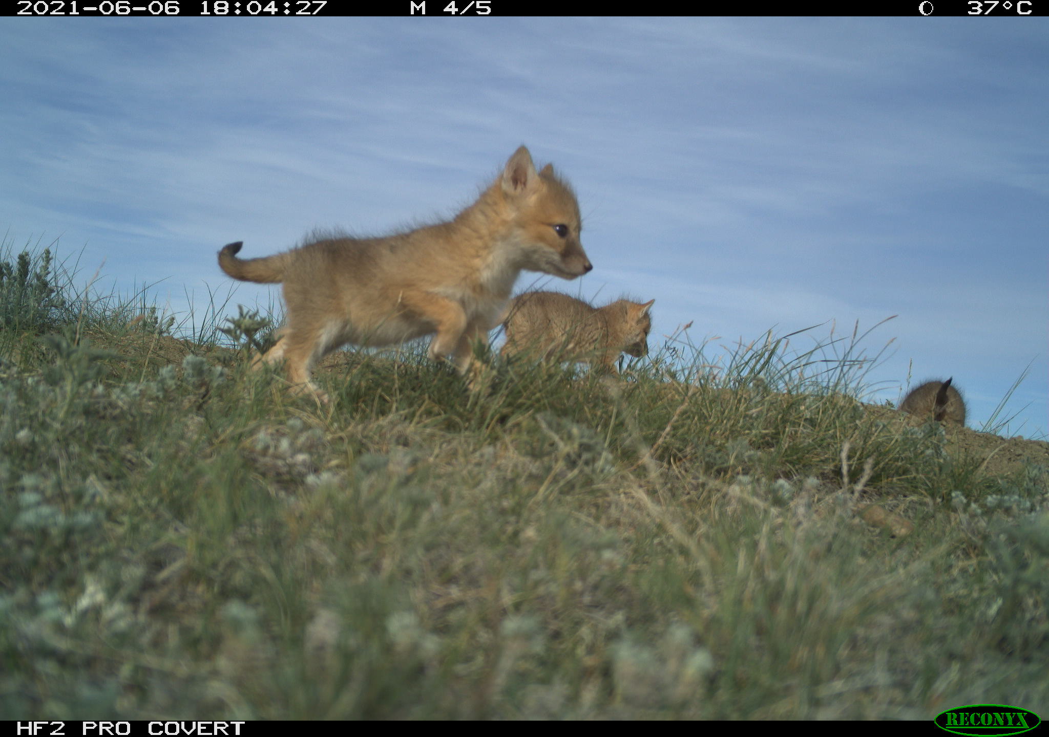 two small brownish fox pups playing on prairie grass beneath a blue sky
