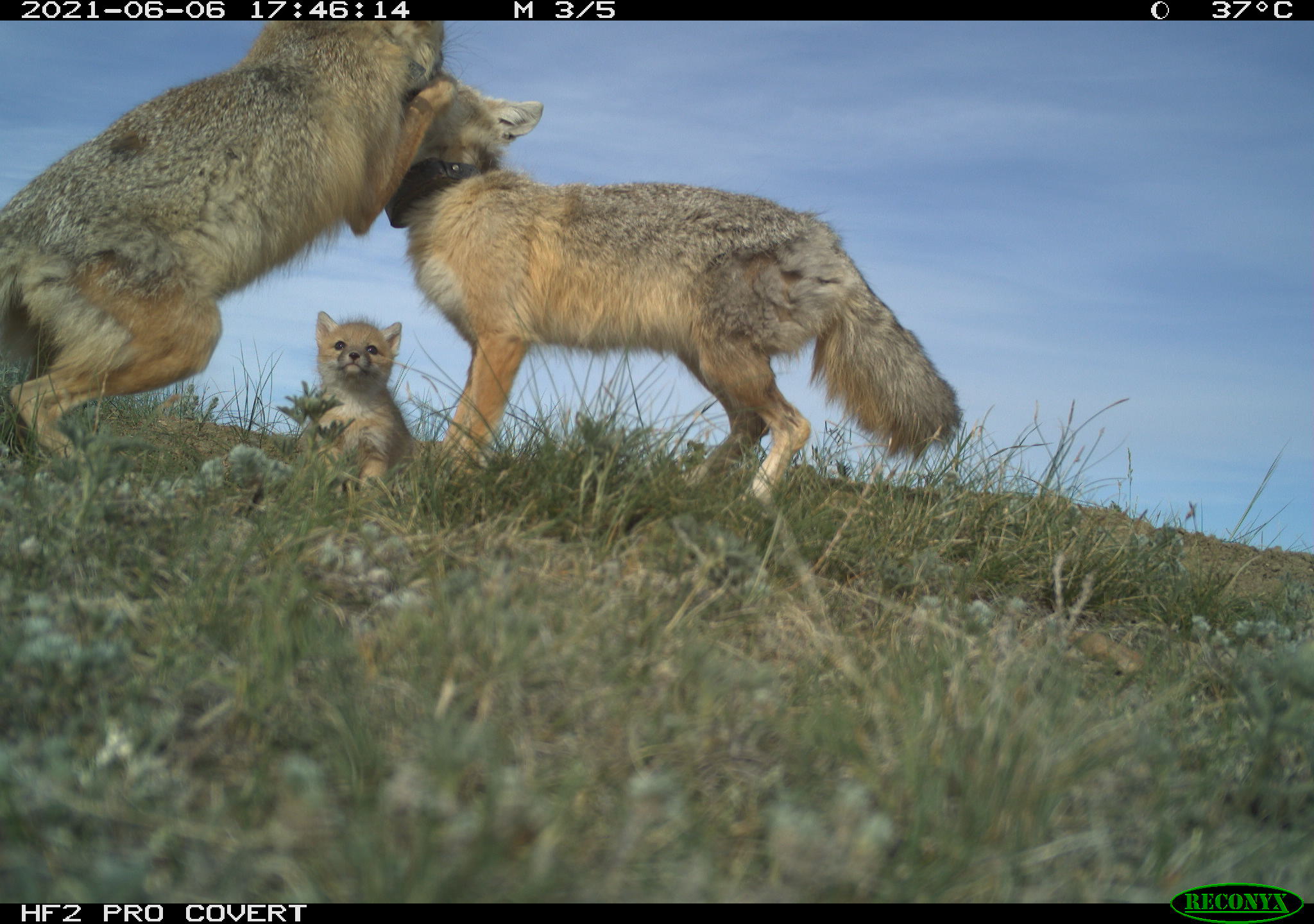 Two adult foxes--brownish coats--playing on a green prairie grass as their smaller pup looks on.