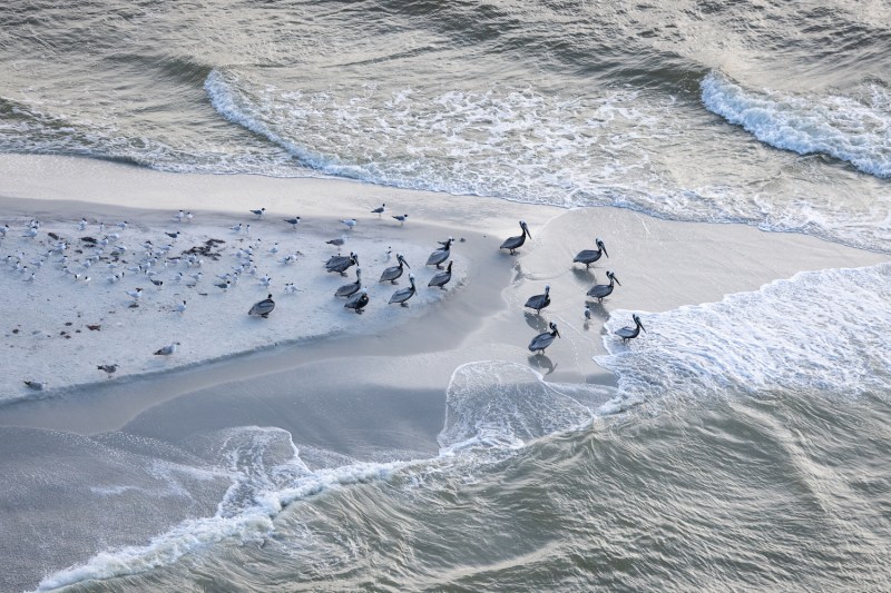 An aerial view of birds on a coastal island.