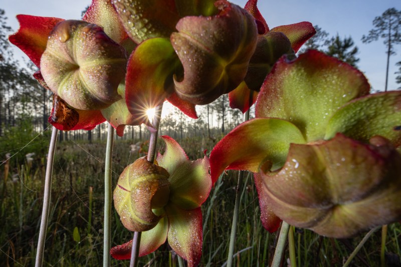 A close up of pitcher plans covered in dew. 