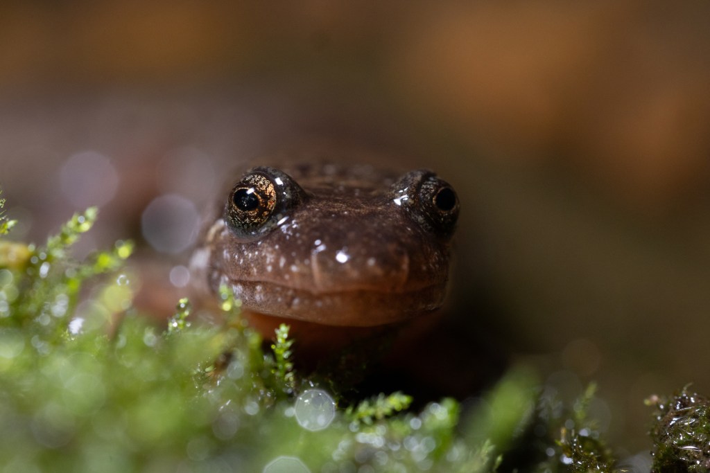 A close of view of a salamander's face.