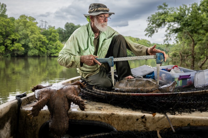 A white, male biologist measures an alligator snapping turtle.